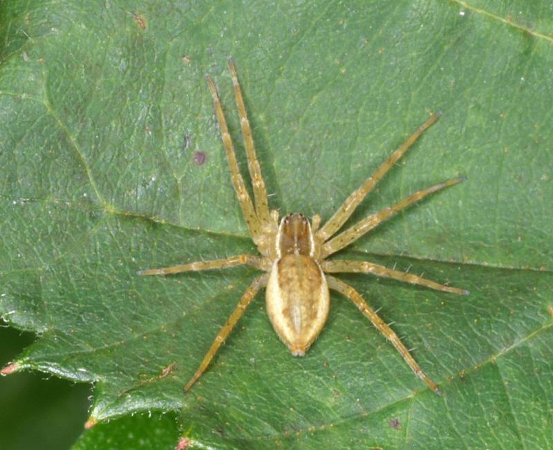 Dolomedes_fimbriatus_D3095_Z_85_Loosdrechtse plassen_Nederland.jpg